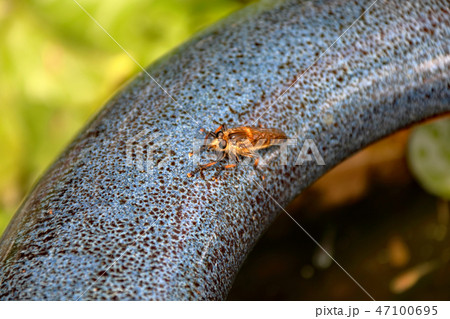 シオヤアブ 昆虫アブ シオヤアブ 昆虫アブ 47100695