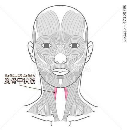 胸骨甲状筋（きょうこつこうじょうきん） 47100796