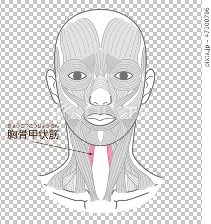 胸骨甲状筋（きょうこつこうじょうきん） 47100796