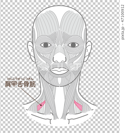 Scapular hyoid muscle Scapular hyoid muscle 47100912