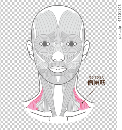 Mitral muscle Mitral muscle 47101108