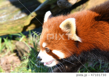 LesserPanda　レッサーパンダ　RedPanda 47101730