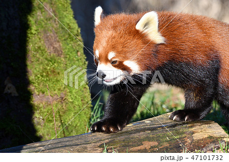 LesserPanda レッサーパンダ RedPanda LesserPanda レッサーパンダ RedPanda 47101732