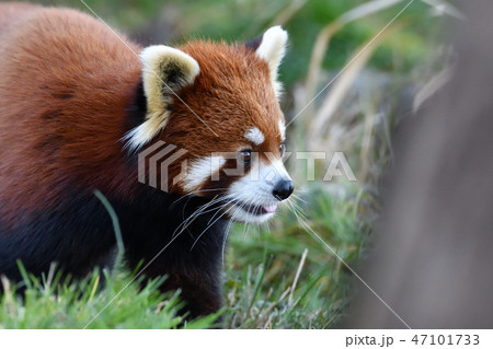 LesserPanda　レッサーパンダ　RedPanda 47101733