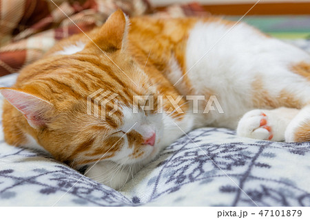 クッションの上でぐっすり眠る茶白ネコ クッションの上でぐっすり眠る茶白ネコ 47101879