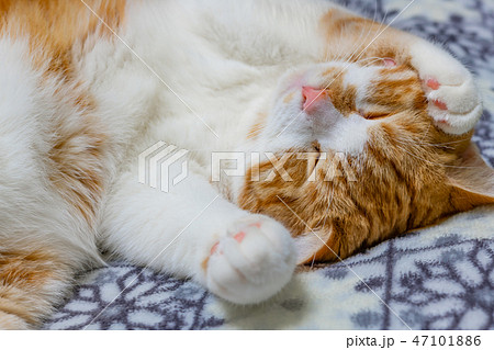 クッションの上でぐっすり眠る茶白ネコ 47101886