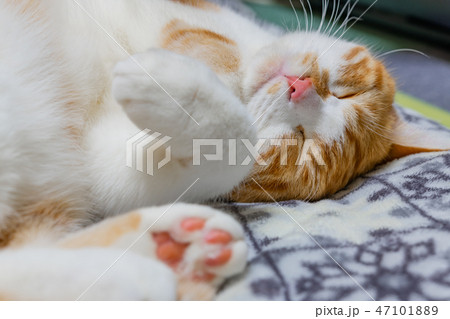 クッションの上でぐっすり眠る茶白ネコ 47101889