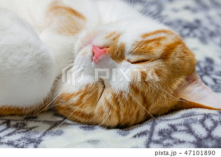 クッションの上でぐっすり眠る茶白ネコ クッションの上でぐっすり眠る茶白ネコ 47101890