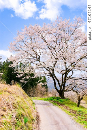 農村の一本桜 47102142