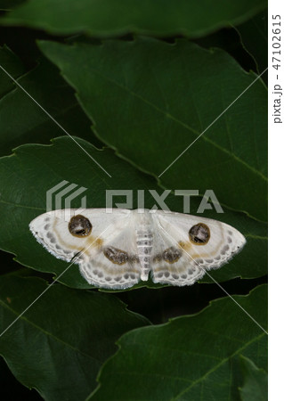 生き物　昆虫　フタツメオオシロヒメシャク、元々南方系の蛾のようですがこちらは千葉県産です 47102615