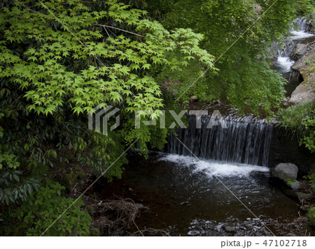 神奈川県 大山の新緑 神奈川県 大山の新緑 47102718