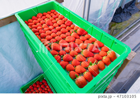 いちご農家のビニールハウス 出荷前のいちご 出荷箱 いちご農家のビニールハウス 出荷前のいちご 出荷箱 47103105