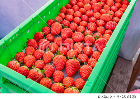 いちご農家のビニールハウス　出荷前のいちご　出荷箱 47103108