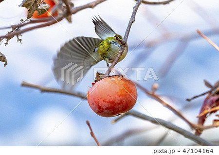 柿とメジロ 47104164