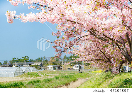 春景色 河津桜の咲く 糸島の景色の写真素材