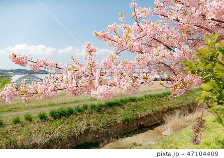 春景色 河津桜の咲く 糸島の景色 47104409