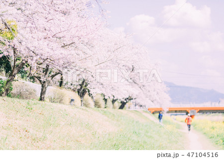 豊川　佐奈川　桜　菜の花 47104516