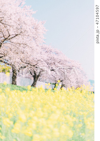 豊川 佐奈川 桜 菜の花 豊川 佐奈川 桜 菜の花 47104597
