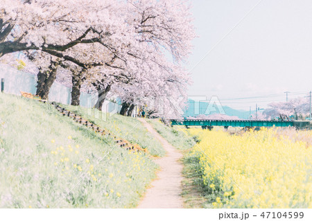 豊川 佐奈川 桜 菜の花 豊川 佐奈川 桜 菜の花 47104599