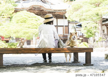 旅行に来た柴犬 47105547