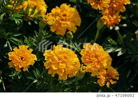 タイ王国バンコク、ラマ9世公園で」撮影した黄花の花壇、お花畑 47106002