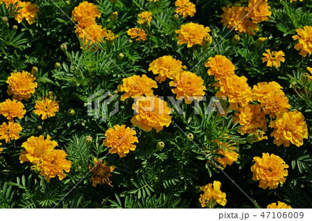 Yellow flower garden Yellow flower garden 47106009