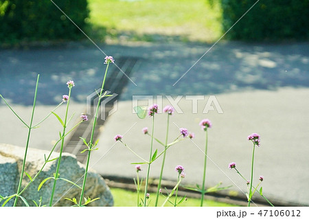 紫色の花、バーベナのお花畑(Purple Flowerbed, Verbena bonariens) 紫色の花、バーベナのお花畑(Purple Flowerbed, Verbena bonariens) 47106012