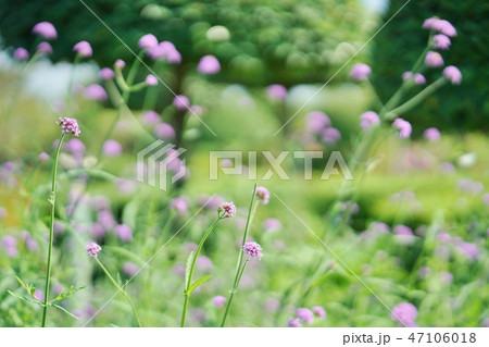 バーベナ・ボナリエンシス(ヤナギハナガサ)、Verbena bonariensis バーベナ・ボナリエンシス(ヤナギハナガサ)、Verbena bonariensis 47106018