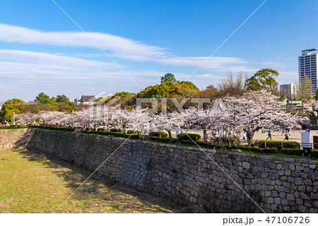 空堀と桜 大阪城公園 47106726
