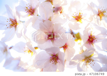 桜 さくら 桜 さくら 47106749