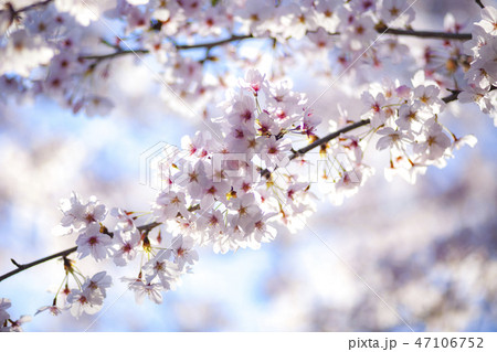 桜 さくら 桜 さくら 47106752