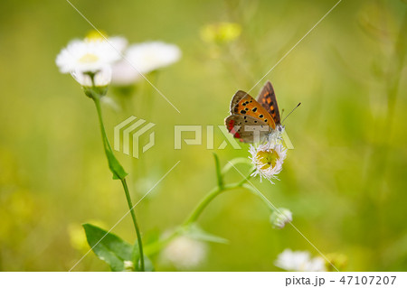 ベニシジミチョウと白い野花 ベニシジミチョウと白い野花 47107207