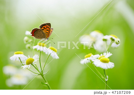 ベニシジミチョウと白い野花 47107209