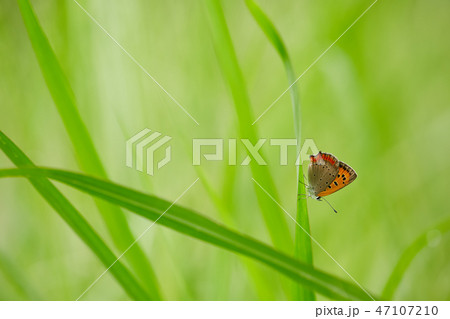 草にとまるベニシジミチョウ 47107210
