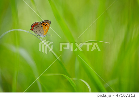 草にとまるベニシジミチョウ 47107212