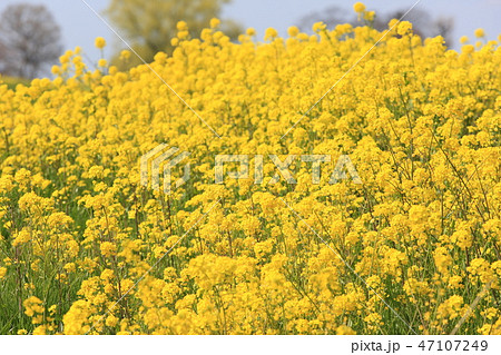 菜の花 カラシナ 群落 ａ ２ の写真素材