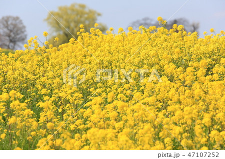 菜の花 カラシナ 群落 ａ １ の写真素材