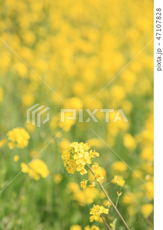 菜の花 カラシナ 群落 ｄ １ の写真素材