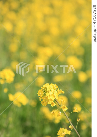 菜の花 カラシナ 群落 ｄ ２ の写真素材