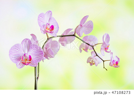 Striped white and pink orchids phalaenopsis flower 47108273