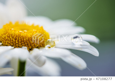 Drop of water on the chamomile 47108277