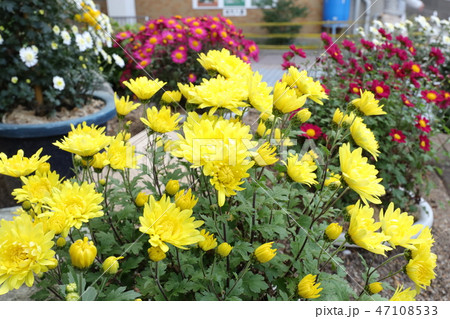公園の枚方菊祭り「小菊」大阪府枚方市 公園の枚方菊祭り「小菊」大阪府枚方市 47108533