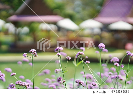 タイ王国バンコク都内にある公共公園、ラマ9世公園 47108685