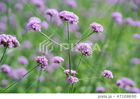 バーベナ・ボナリエンシス（ヤナギハナガサ）、Verbena bonariensis 47108690