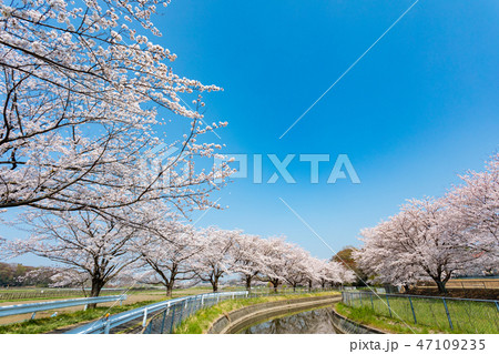 見沼田んぼ　見沼代用水の桜　日本一の桜回廊 47109235