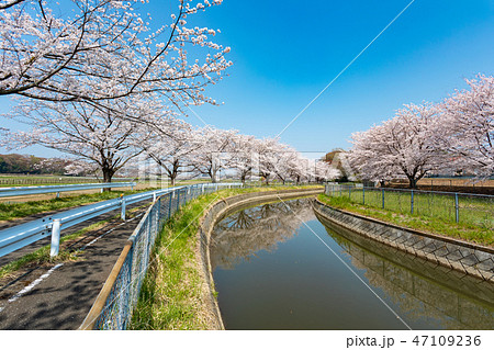 見沼田んぼ　見沼代用水の桜　日本一の桜回廊 47109236