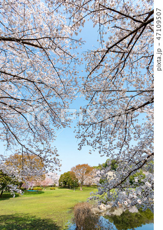 見沼田んぼの桜　見沼氷川公園　日本一の桜回廊 47109507
