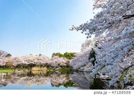 見沼田んぼの桜 見沼氷川公園 日本一の桜回廊 見沼田んぼの桜 見沼氷川公園 日本一の桜回廊 47109509