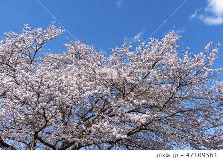 信州高山村の桜 47109561