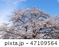 信州高山村の桜 47109564